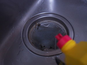 キッチンの排水口の臭いの原因は？掃除の仕方や悪臭の予防方法について解説